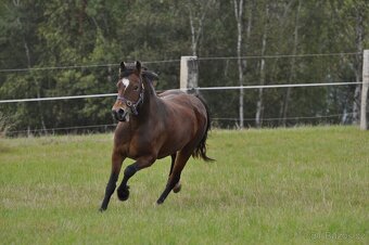 Welsh Cob klisna - 8 let - 13