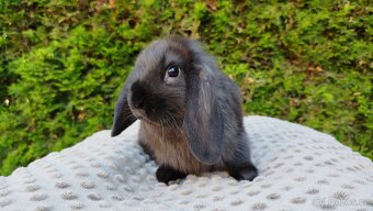 Zakrslý beránek, králíček, králík - PEGAS - 13