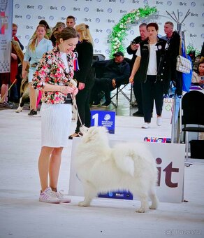 Samojed s FCI PP - LA TORRE ROJA - 13