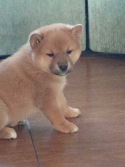 Predám šteniatka Shiba inu - 13