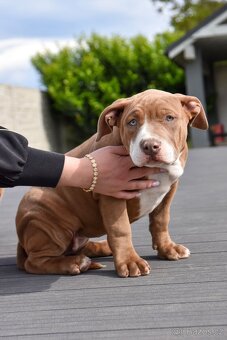 American Bully šteniatka s pp na predaj - 13