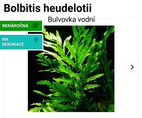 Akvarijní rostlinky a krevetky Red Cherry - 13