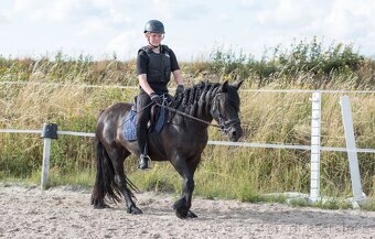 Fellský pony -  klisna ježděná dětmi - 13