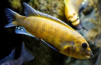 Tlamovci Malawi 14 - 13