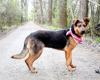 FIBI K ADOPCI - HODNÉ ZLATÍČKO, ZASLOUŽÍ SI MILUJÍCÍ RODINU - 13