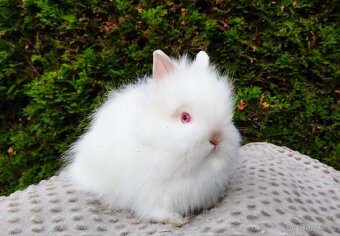 Zakrslý králík, králíček -(TEDDY)-ONDŘEJ A OTA - 13