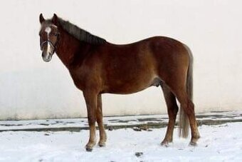 Pronájem pony kobylky 140cm - 13