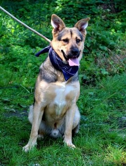 HAKIM K ADOPCI - 3 ROKY, KRÁSNÝ,PŘÁTELSKÝ,HRAVÝ - 13