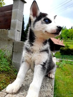Sibirsky husky - 13