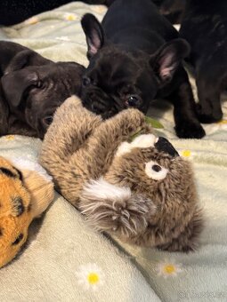 Francouzský buldoček - 13