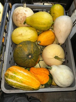 Okrasné dýně - 13