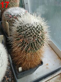 kaktusy mammillarie - 13
