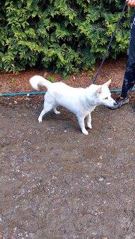 Spic shiba bilej - 13
