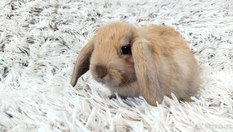 Zakrslý beránek, králíček, králík - JIJI - 13