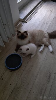Ragdoll - 13