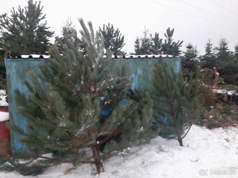 Vánoční stromky, stromečky, špičky a větve na výzdobu - 13