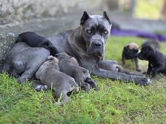 cane corso - 13
