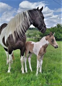 připouštění kvalitnimi plemeníky PAINT HORSE-HOMOZYGOT - 13