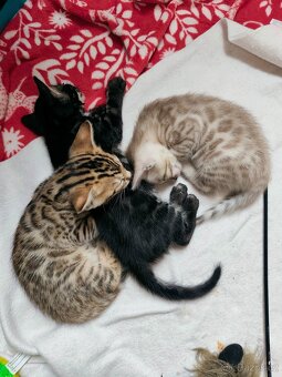 Bengálský Mink kocourek s PP - 13