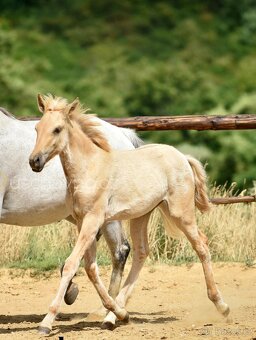 Lusitano klisna PSL v exkluzivní barvě palomino DUN - 13