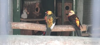 Prodám Penant červený straka, Papoušek Horský, Kakadu Růžový - 13