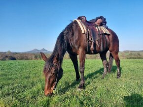 Westernově turistické sedlo Continental Saddlery - 13