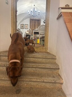 Rhodéský ridgeback s PP - 13