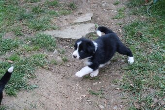 Štěňata Border kolie - 13