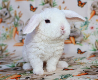 Zakrslí rex beránci . - 13