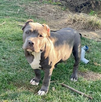 American Bully s PP - 13