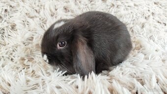 Zakrslý beránek, králíček, králík - DAN - 13