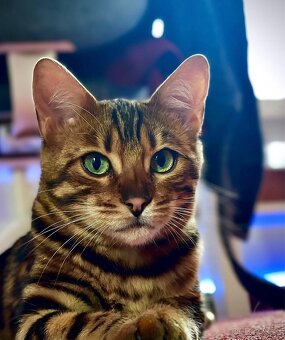 Bengálská koťata - 13