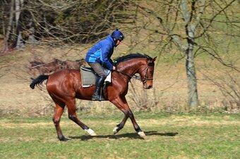 Prodám valacha A1/1 - 13