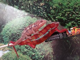Chameleon pardáli - 13