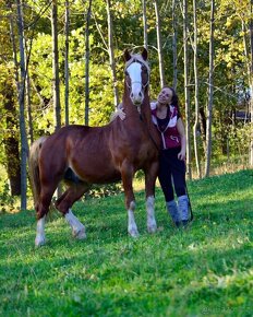 Připouštění Welsh cob - D - 13