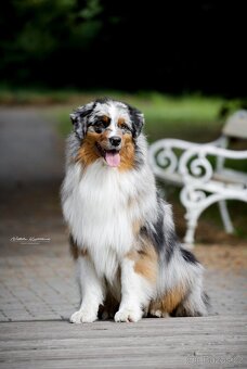 Štěňátka Australský ovčák - 13