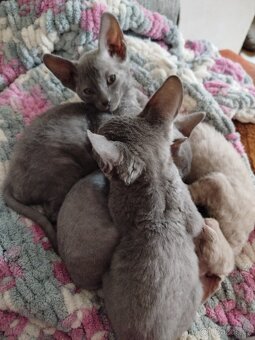 Cornish rex koťátka - 13