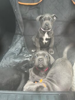 Štěňátka Cane Corso - 13