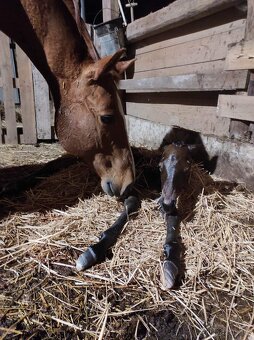 AQH KLISNA  2010 - PRODANÁ - 13