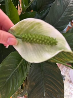 Spathiphyllum – Toulcovku (Lilie míru) - 13