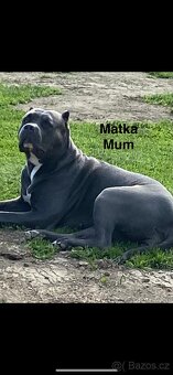 American Bully XL - 13