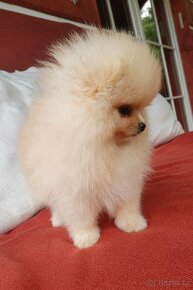 Pomeranian s PP ke KRYTÍ - krémový (žádný prodej) - 13