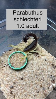 Štíři - aktuální nabídka říjen/listopad - 13