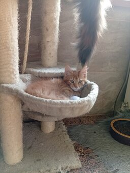 Mainská mývalí , MCO maine coon - 13