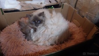 ragdoll,radgoll dospelé mačky na predaj - 13