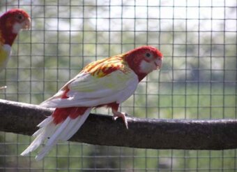 Austrália odcervenie S76 - 13