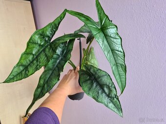 Alocasie - hlízy, rostliny - 13