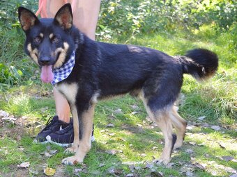 Janot hledá domov - 13