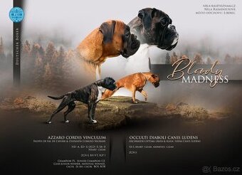 Německý boxer - Full european FCI pedigree - 13