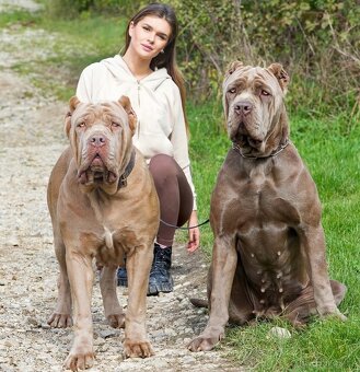 Bandog, Molos , Mastif - 13